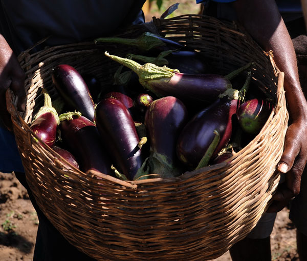 Haiti works for sustainable money, food